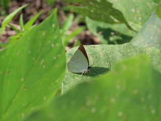 Curetis acuta