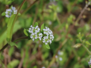 Valerianella locusta