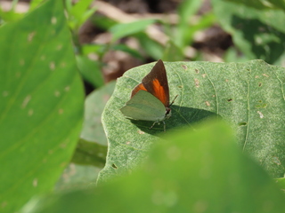 Curetis acuta
