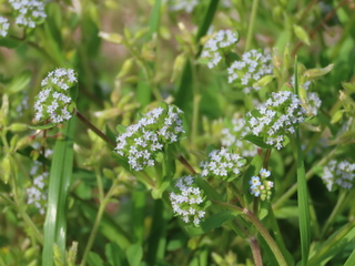 Valerianella locusta