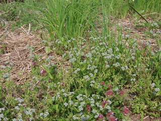 Valerianella locusta