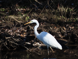 Ardea alba