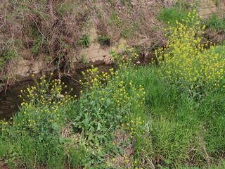Brassica juncea?