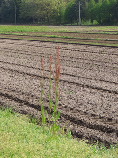 Rumex acetosa