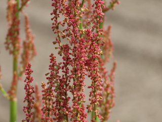 Rumex acetosa