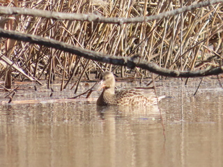 Spatula clypeata