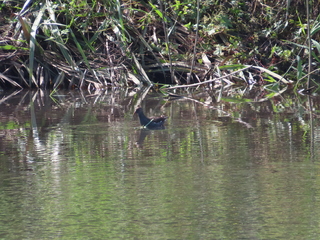 Gallinula chloropus