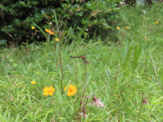 Sympetrum infuscatum