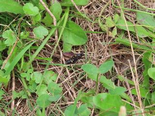 Scolia oculata