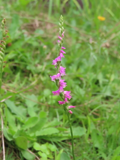 Spiranthes sinensis
