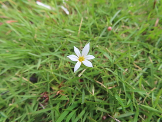 Sisyrinchium albidum?