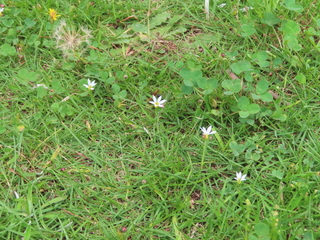 Sisyrinchium albidum?