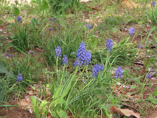 Muscari armeniacum