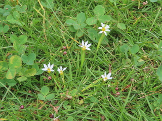 Sisyrinchium albidum?