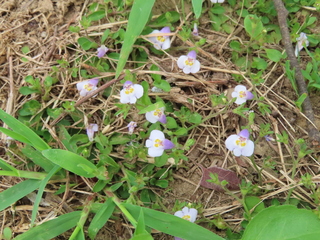 Mazus pumilus