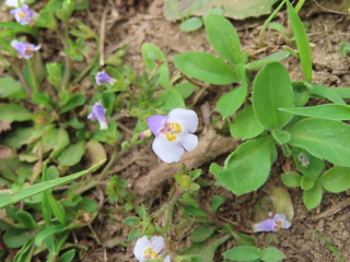 Mazus pumilus