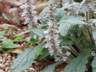 Eucera nipponensis