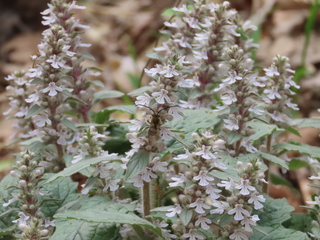 Eucera nipponensis