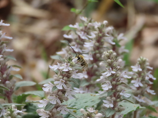Eucera nipponensis