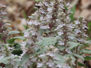Eucera nipponensis