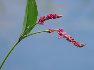 Persicaria orientalis