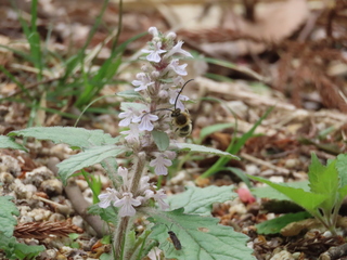 Eucera nipponensis