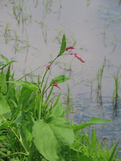 Persicaria orientalis