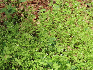 Stellaria neglecta
