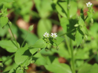 Stellaria neglecta