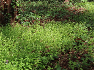 Stellaria neglecta