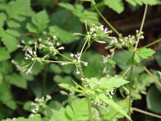 Osmorhiza aristata