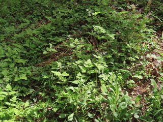 Osmorhiza aristata