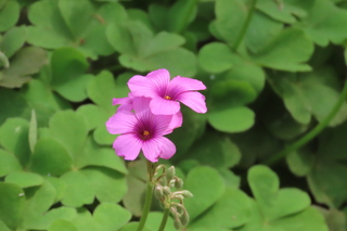 Oxalis articulata