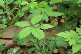 Macrophya sp.