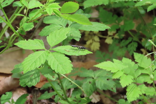 Macrophya sp.