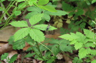 Macrophya sp.