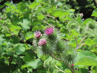 Arctium lappa