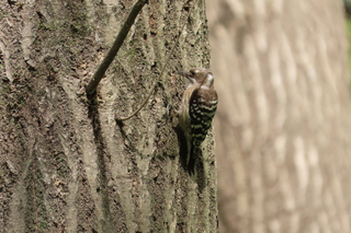 Yungipicus kizuki