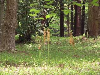 Osmunda claytoniana?