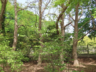 Rhodotypos scandens