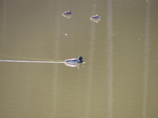 Anas platyrhynchos