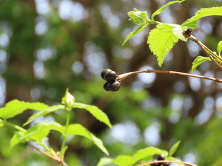 Rhodotypos scandens