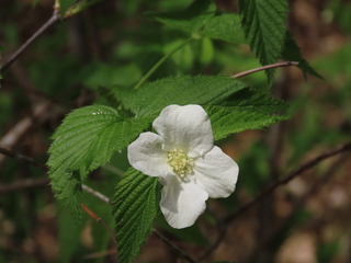 Rhodotypos scandens