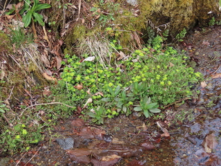 Chrysosplenium grayanum