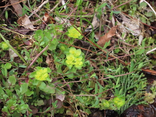 Chrysosplenium grayanum