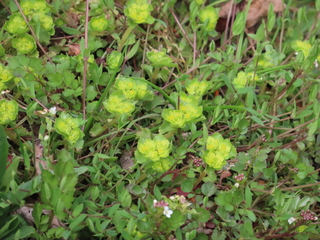 Chrysosplenium grayanum