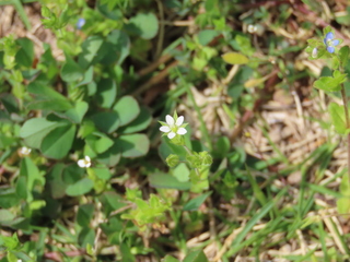 Arenaria serpyllifolia