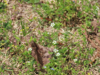 Arenaria serpyllifolia