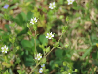 Arenaria serpyllifolia