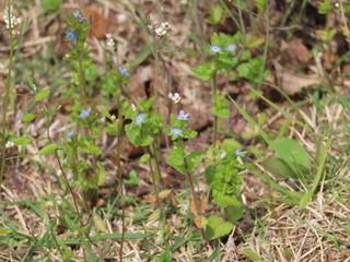 Veronica arvensis